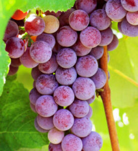 Catawba grape