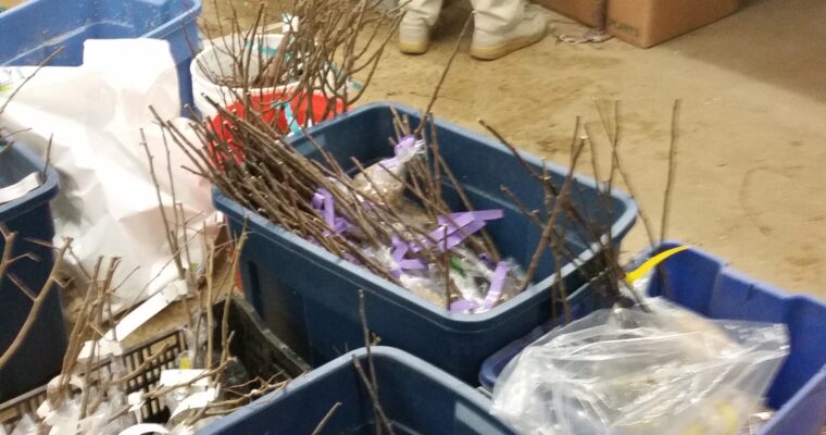 Order Rootstock for 2027