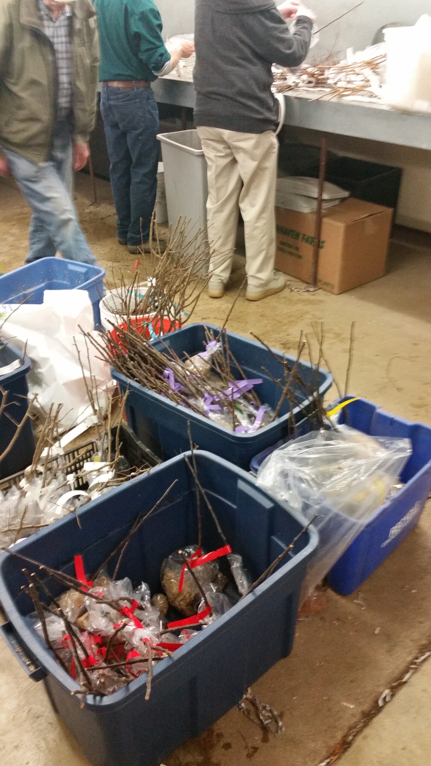 Order Rootstock for 2027