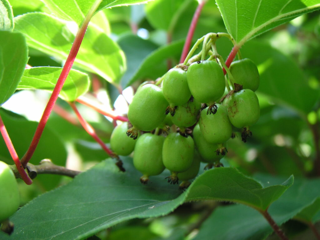 Cluster of Kiwi fruit in late summer