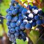 Concord-grape