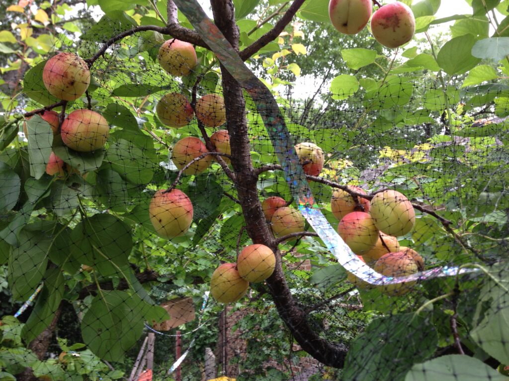 Sugar Pearls apricots ripening.