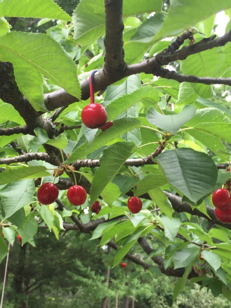 Sweet cherries ripening.