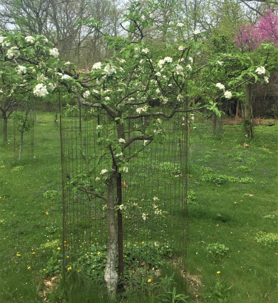 Esopus Spitzenburg apple tree in bloom