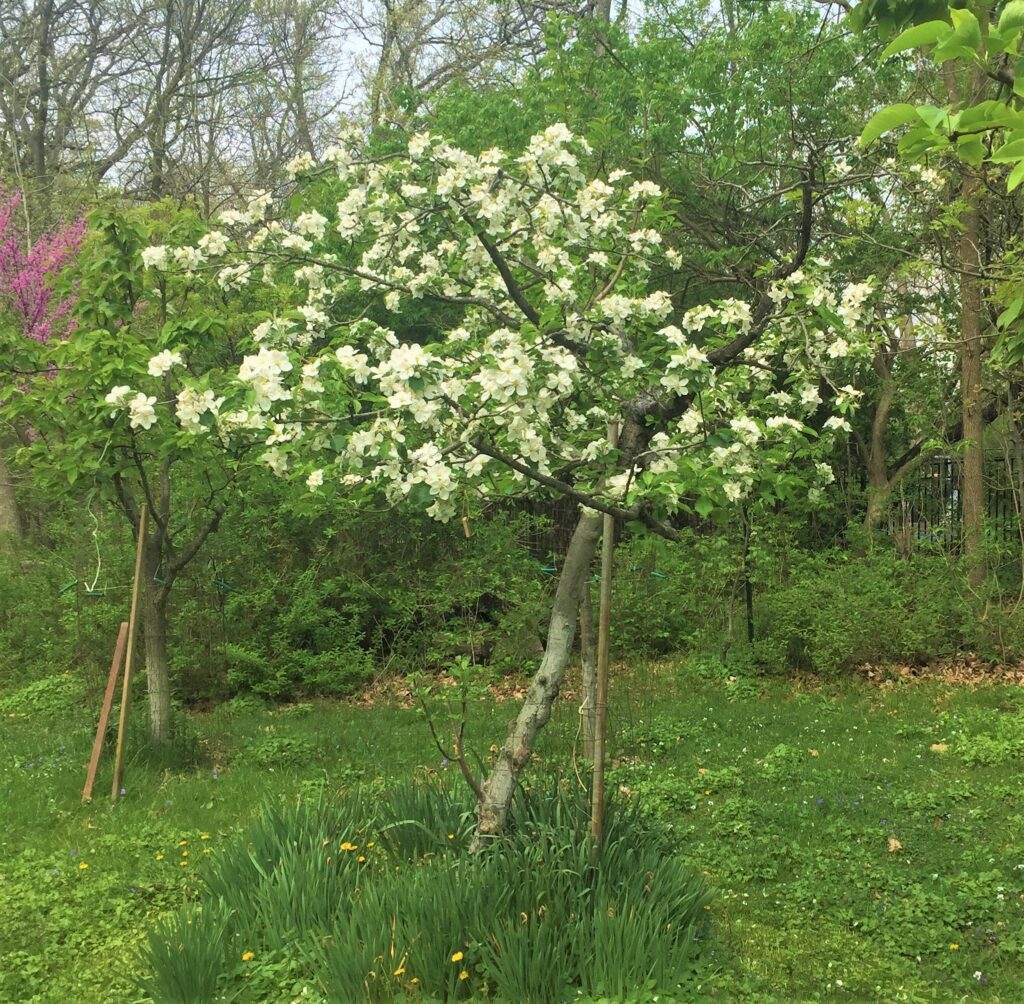 Jonagold apple tree in bloom