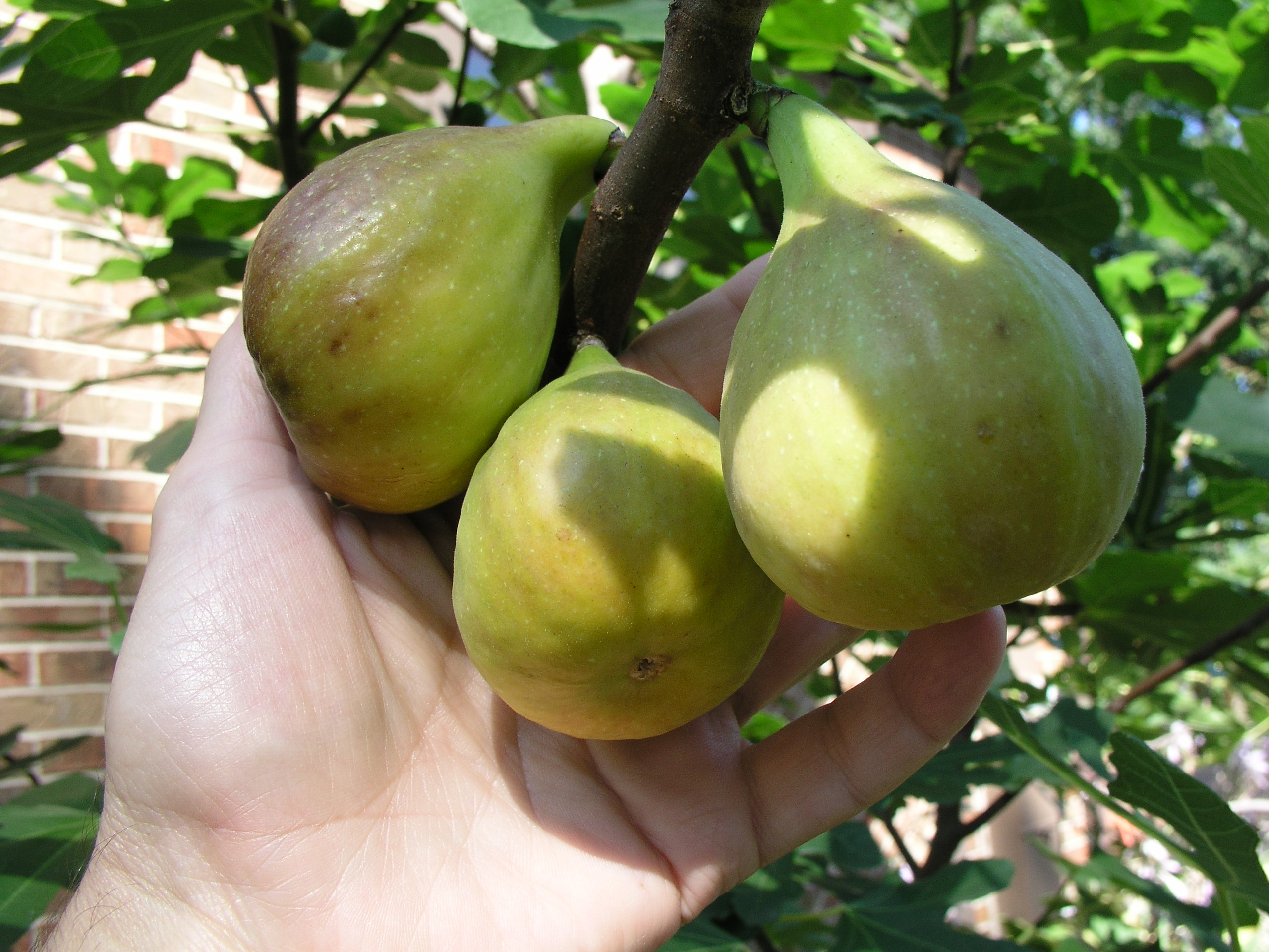 Kadota figs