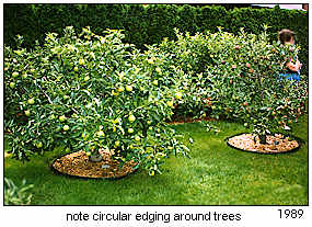 Edging around apple trees