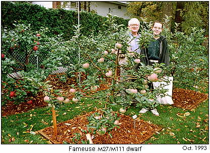 Gene's M27 dwarf apples in 1993