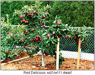 Red Delicious M27 dwarf