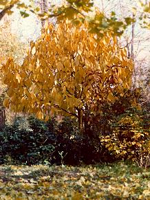 pawpaw tree in fall