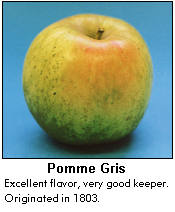 Pomme Gris apple