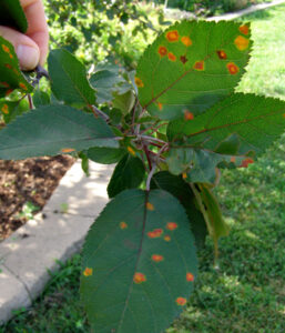 Juniper (Cedar) apple rust lesions on leaves