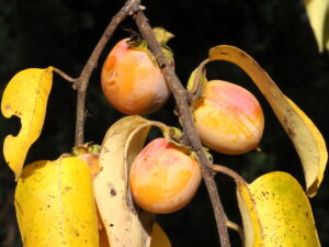 Diospyros_virginiana-fruit, Morton Arboretum, Peterwchen