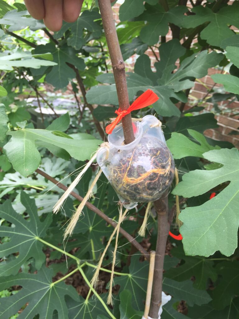 fig rooting ball