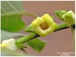 Diospyros virginiana (persimmon), male, Louisiana Plant ID
