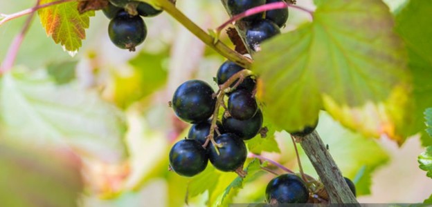 Black Currants