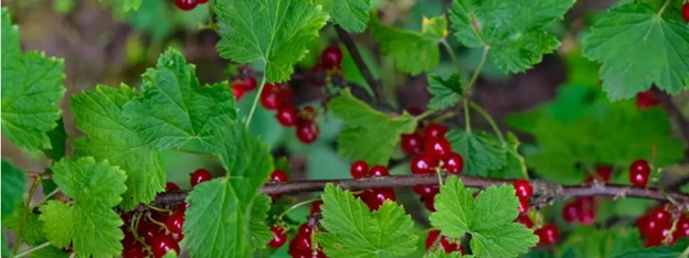 Red Currants