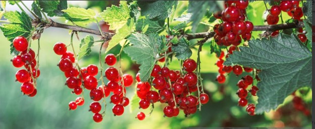 Red Currants