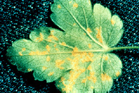 Ribes leaf infected with white pine blister rust