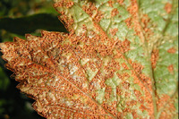 Ribes leaf infected with white pine blister rust