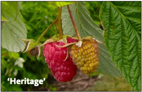 Raspberry, Heritage