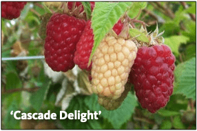 Raspberry, Cascade Delight