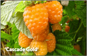 Raspberry, Cascade Gold