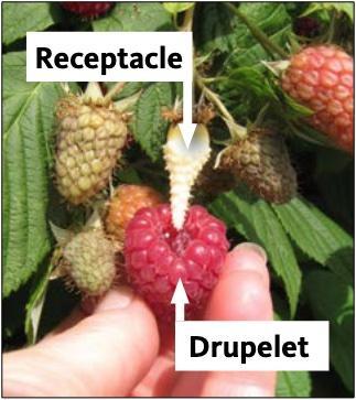 Raspberry, receptacle; B. Strik
