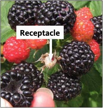 Blackberry, receptacle2