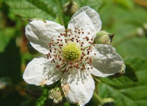 Blackberry blossom Luc Viatoure