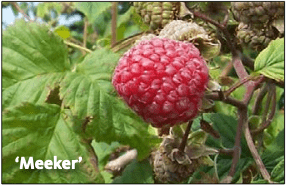 Raspberry, Meeker