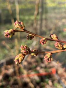 Blueberry flower buds swelling in early April in northern Illinois, Photo, rwalter