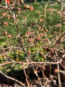 Blueberry flower buds swelling on Apr 4, 2024 in northern Illinois. Photo, rwalter