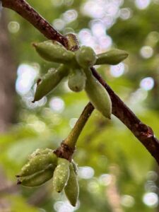 Clusters of pawpaws several days after pollination