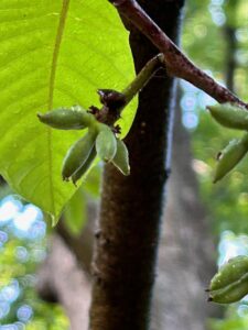 Cluster of pawpaws several days after pollination, Photo, rwalter