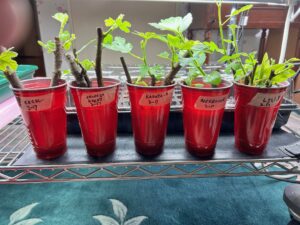 Rooting fig cuttings in water, 1.5 months, Photo, rwalter