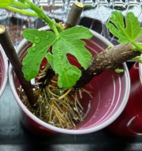 Root development of fig cuttings in water, 1.5 months. Photo, rwalter