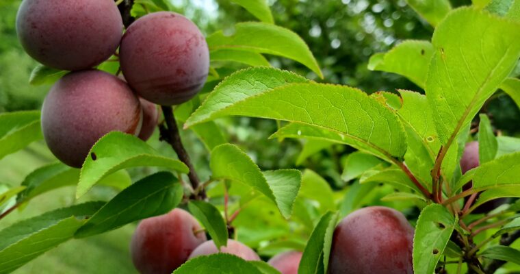 Harvest fest apple list
