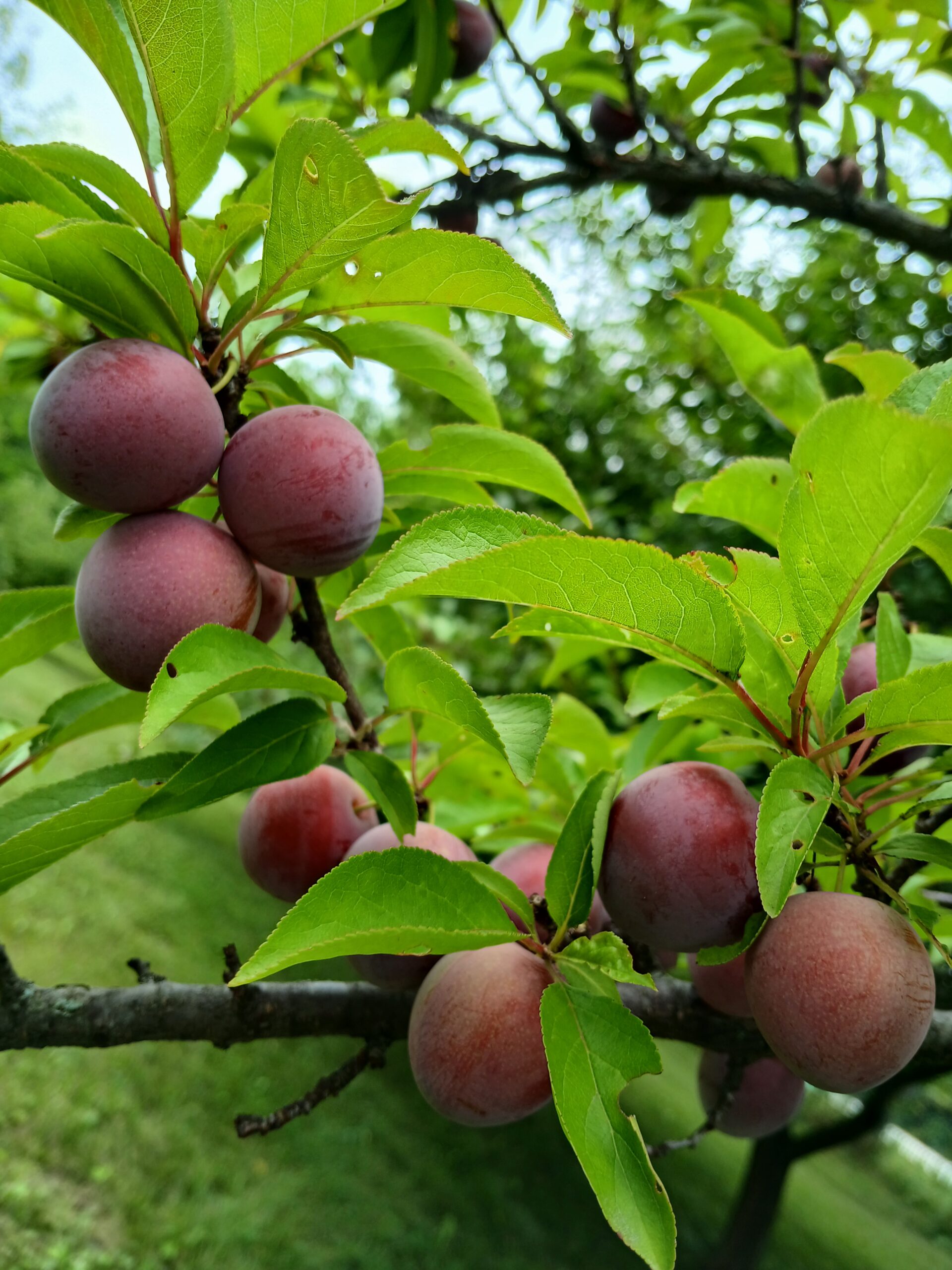 Harvest fest apple list