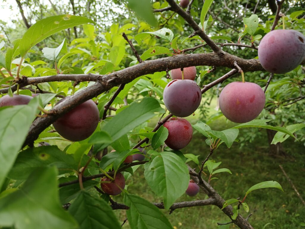 plums at Rudawski family farm orchard