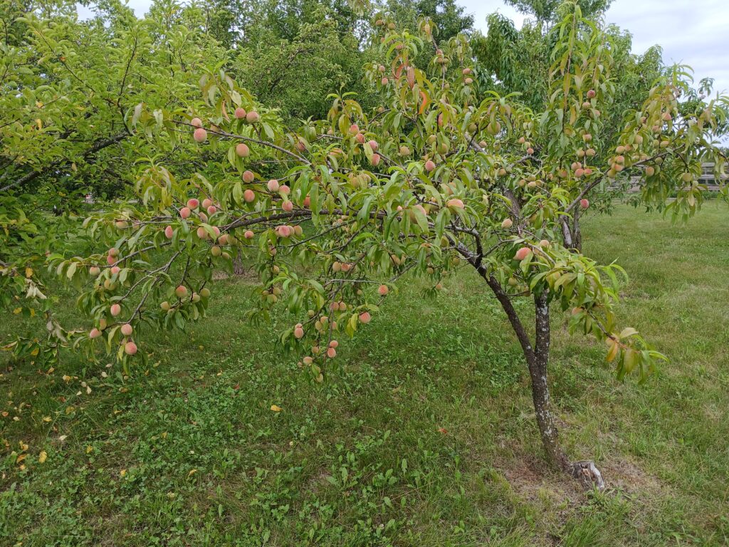 peach tree at Rudawski family farm orchard